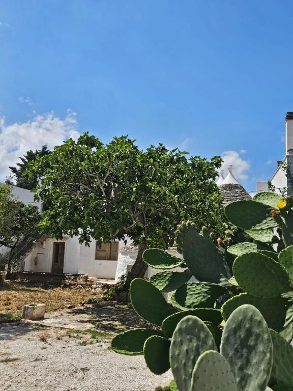 Vista ingrandita