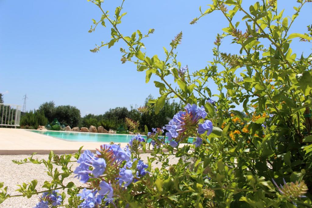 Vista ingrandita